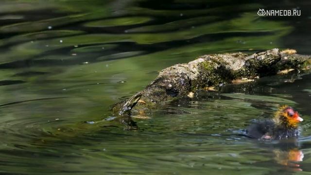 Единственный способ разочаровать знаки Зодиака смотреть онлайн