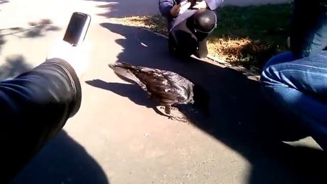 Дикий Ворон прилетел на обед)) смотреть онлайн