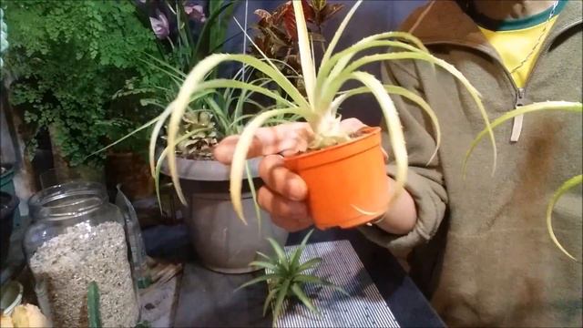 MINI ABACAXI (Ananas ananassoides nanus) OU ABACAXI ORNAMENTAL смотреть онлайн
