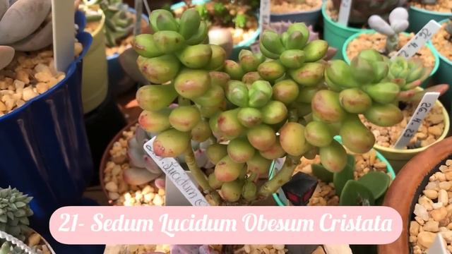 68 SUCULENTAS IDENTIFICADAS смотреть онлайн