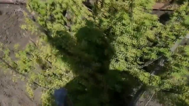 Устанете собирать смородину! 5 советов, как повысить урожай смородины, которые реально работают! смотреть онлайн