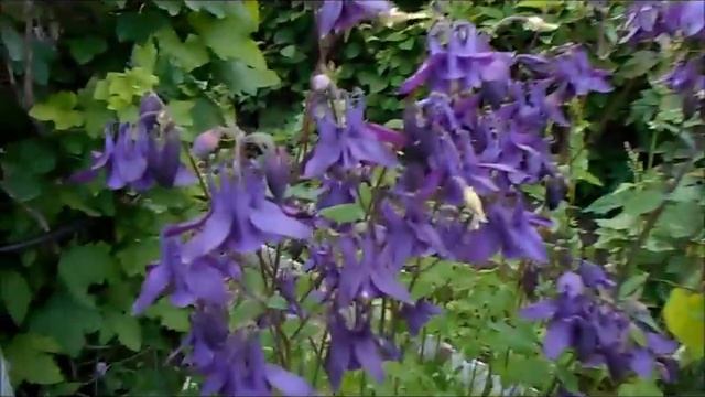 Первые летние цветы на даче смотреть онлайн