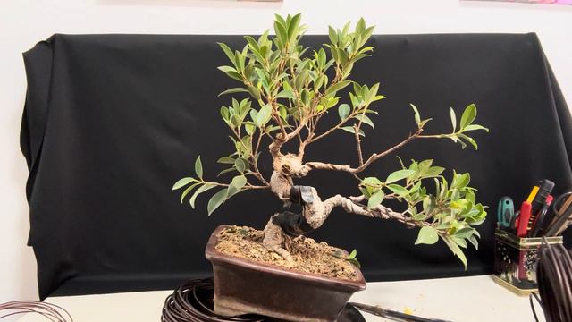 Ficus Tiger bark poda y diseño смотреть онлайн