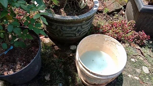 PUPUK UNTUK BUNGA KAMBOJA / ADENIUM смотреть онлайн