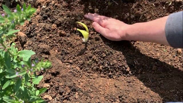 Посадка хосты Май, 2023 смотреть онлайн