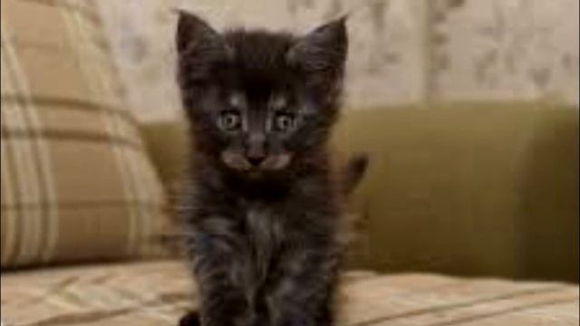 Подростки били этого котёнка, а затем забросали камнями, малыш сидел на дороге и плакал смотреть онлайн