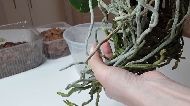 Пересадка орхидеи с ДЛИННЫМИ корнями и ОГРОМНЫМИ воздушными КОРНЯМИ смотреть онлайн