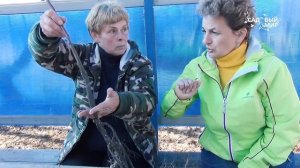 Где прививка у саженцев На какую глубину сажать