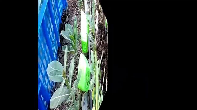 Копаю АДЕНИУМЫ как картошку через 4 месяца роста в теплице! АДЕНИУМЫ в теплице в 2020 г. ЧАСТЬ 2. смотреть онлайн