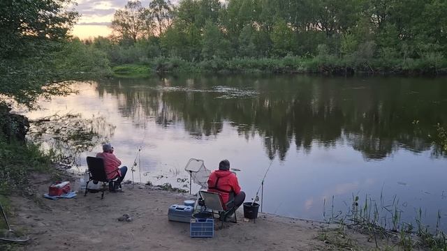Подводные Обитатели Березины! Лещ, Плотва, Густера на Реке Березина! Рыбалка с Ночевкой. Фидер. смотреть онлайн