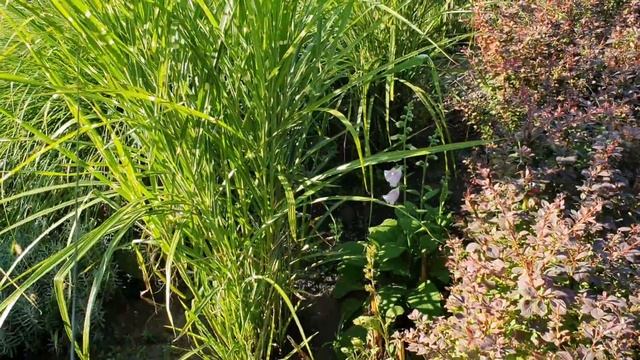 ВЕЛИКОЛЕПНЫЙ САД Светланы и Сергея Декуновых . Лучшие сорта РОЗ. Лавандовый бордюр. АВГУСТ. смотреть онлайн