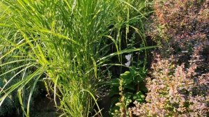 ВЕЛИКОЛЕПНЫЙ  САД Светланы и Сергея Декуновых . Лучшие сорта РОЗ. Лавандовый бордюр. АВГУСТ.