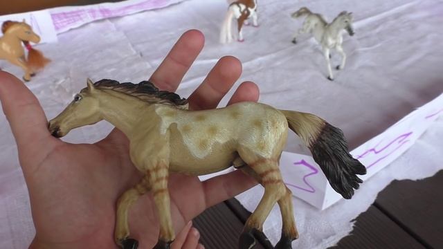 10. ?MISS SUNNY ABOUT HORSES MANEGE?