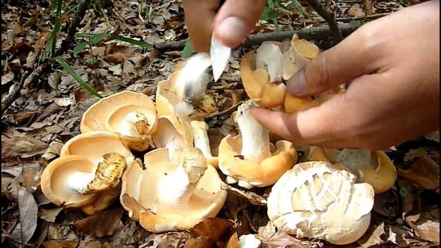 Hydnum repandum - PROSENJAK GORKI (Septembar 2016) смотреть онлайн