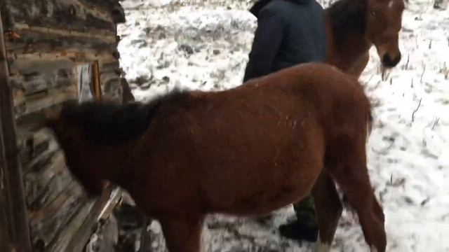 Пошли кормить жеребят. Одну пол года другому год. #деревня #алтай #жеребенок #лошадь #золотой смотреть онлайн