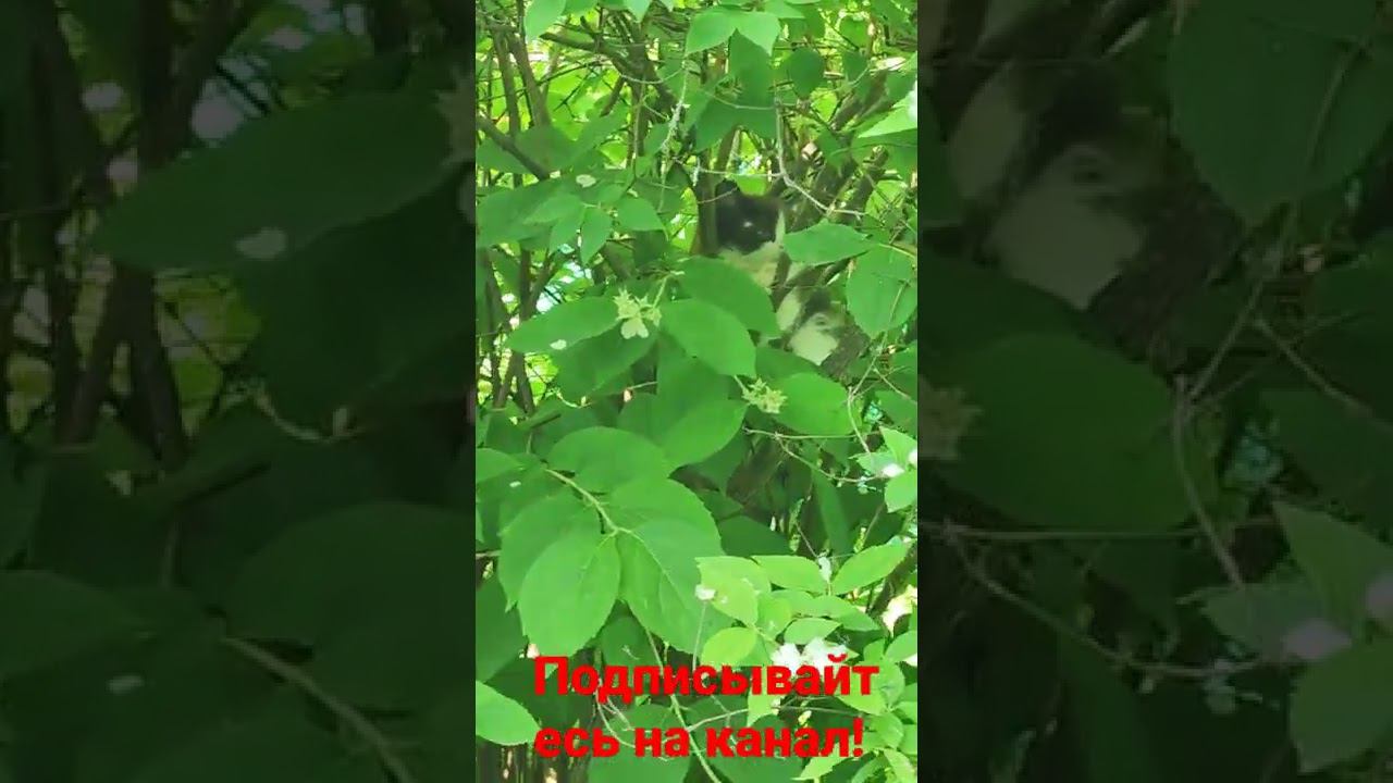 котëнок на дереве! смотреть онлайн