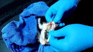 Удаление опарышей из уха кошечки