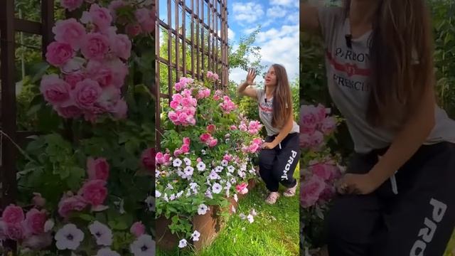 Роза Жасмина!!! Шикарная плетистая Роза!!! Сажайте обязательно. Она чудесна и вкусно пахнет #розы смотреть онлайн