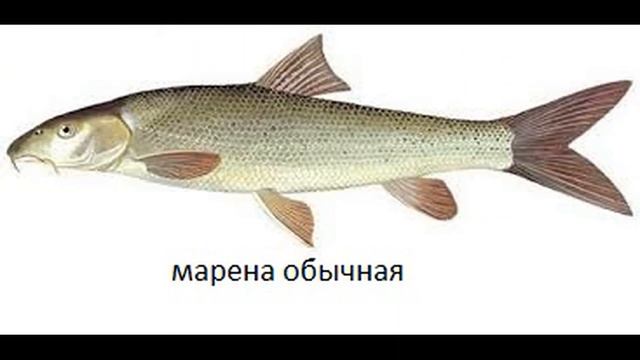 Красная книга Украины РЫБА смотреть онлайн