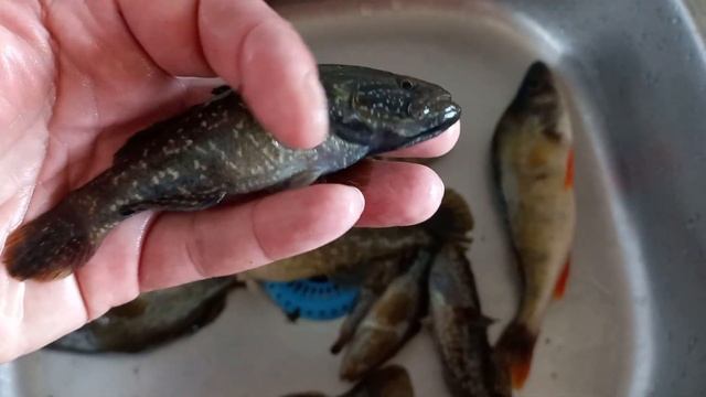 Котики в Лучшем Издании