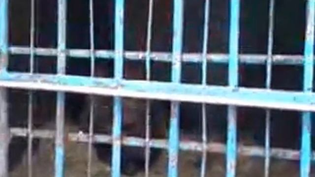 Медведь Савелий ест сгущёнку (Аткарский Зоопарк 30.01.2015) смотреть онлайн