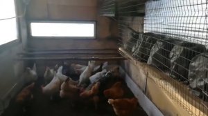 Курятник для ленивых или зимний курятник с выгулом!