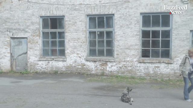 Top 10 Weirdest Animals Found In Chernobyl смотреть онлайн
