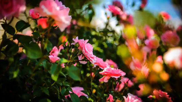 Слушать хорошую русскую песню и видео онлайн смотреть онлайн