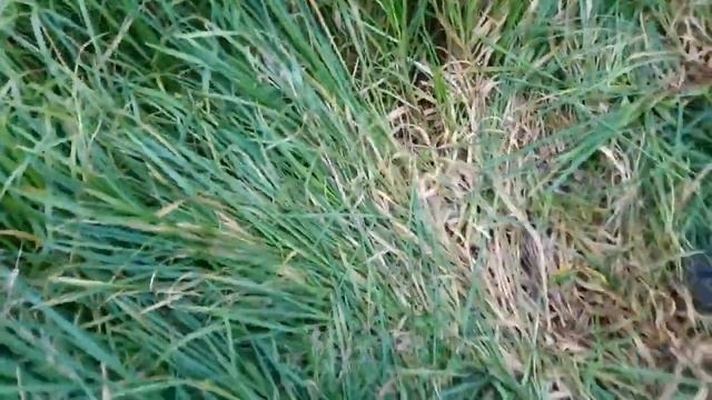 феррозондовый магнитометр смотреть онлайн