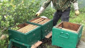 Злые пчелы на пасеке что делать. Как исправить злую пчелосемью. Пчеловодство. Пчелы. Пасека
