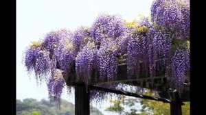 Как вырастить глицинию дома