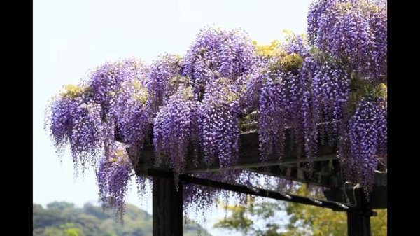 Как вырастить глицинию дома