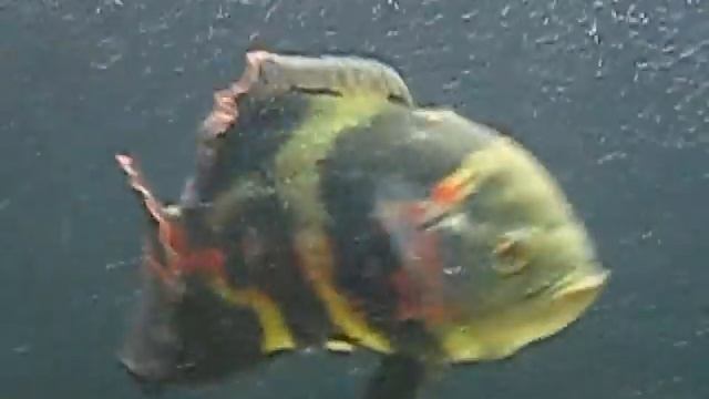 Astronotus Ocellatus® 