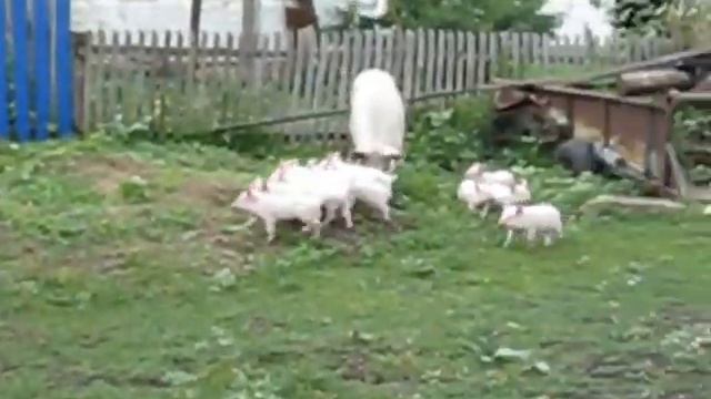 21 07 2014 Самарская область Домашний скот всех видов смотреть онлайн