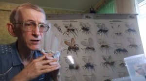 Как Ловить Стрекоз и Других Насекомых и Сохранить Для Коллекции и Исследований?