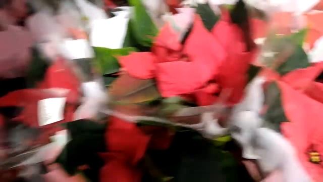 Рождественский цветок Пуансетия смотреть онлайн