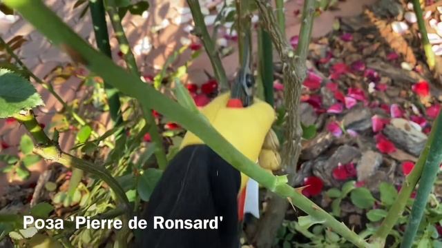 РОЗЫ MEILAND. ОСЕННЯЯ ОБРЕЗКА РОЗ. ПЛЕТИСТАЯ ЭДЕН РОУЗ. смотреть онлайн