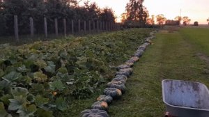 Как посадить тыкву. Оригинальный метод защиты