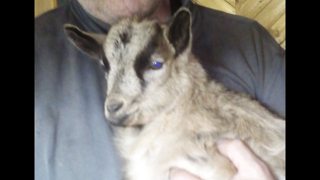 Козочка у нас в гостях смотреть онлайн