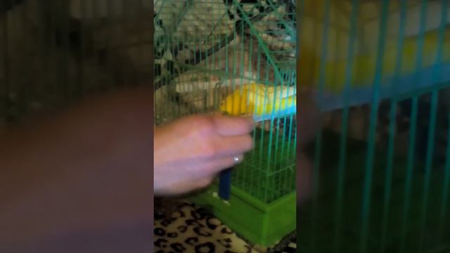 Попугай сам открывает клетку смотреть онлайн