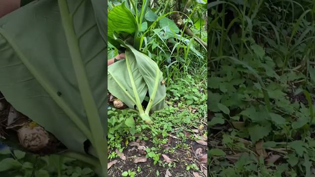 From Plant to Plate: Discovering the Ginger Harvesting Tradition in Bali #harvesting #ginger #short смотреть онлайн