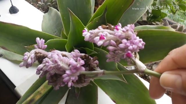 Agave Um género de plantas suculentas смотреть онлайн