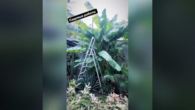 Musa Basjoo 2021 My subtropical garden in zone 7 смотреть онлайн