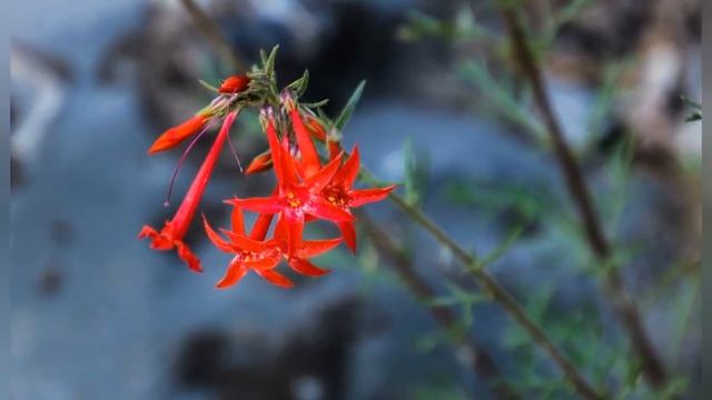 ИПОМОПСИС (IPOMOPSIS) сем. Синюховые смотреть онлайн