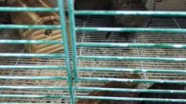 Контактный зоопарк в городе Санкт-Петербурге. смотреть онлайн