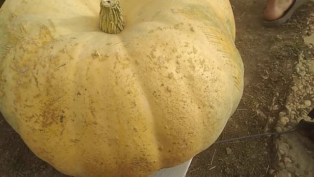 Тыква "Атлантик Гигант" итог взвешивания // Я в шоке от этого сорта // Секреты Хороших Урожаев смотреть онлайн