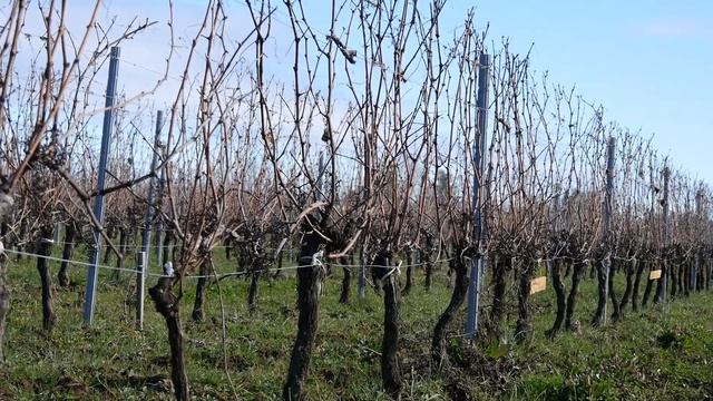 iWinemaker 2023. ОСЕНЬ. Участок N° iWinemaker 2022. Начало. Участок N°225 смотреть онлайн