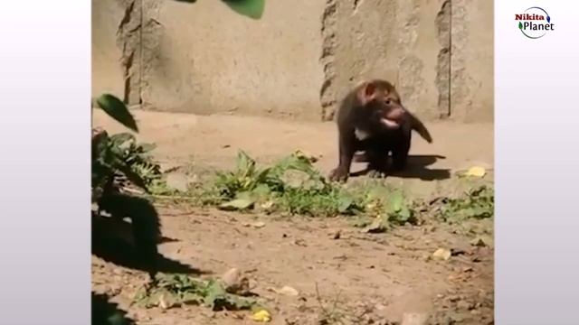 Кустарниковая собака . Shrub Dog