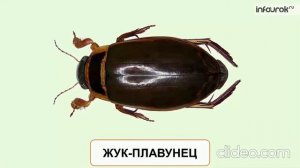 Водоём-природное сообщество