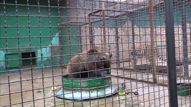 Степан - полоскун. Медвежонок из парка львов Тайган смотреть онлайн